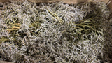 Statice tatarica, Dried, Natural Green, 2kg Box