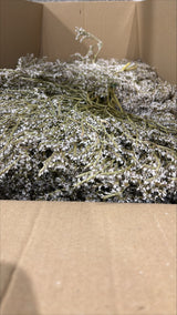 Statice tatarica, Dried, Natural Green, 2kg Box