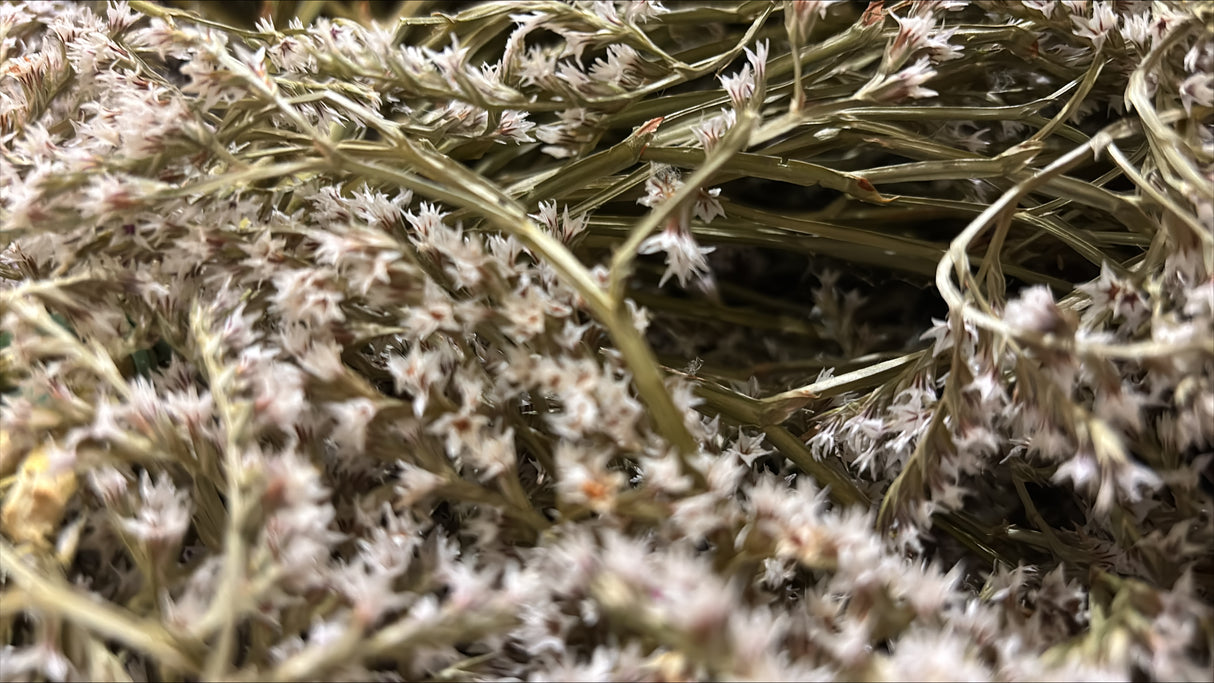 Statice tatarica, Dried, Natural Green, 2kg Box