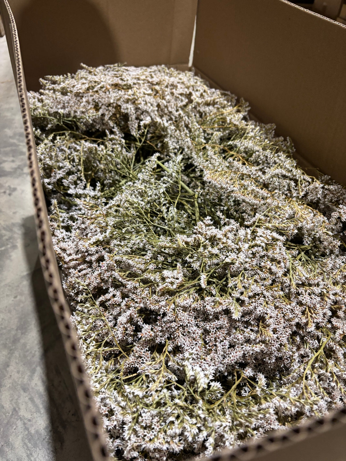 Statice tatarica, Dried, Natural White, Box x 2.5kg
