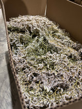 Statice tatarica, Dried, Natural White, Box x 2.5kg