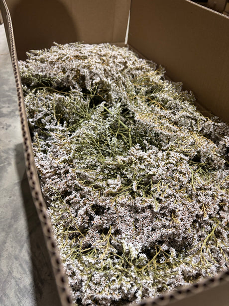 Statice tatarica, Dried, Natural White, Box x 2.5kg