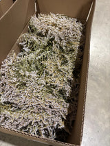 Statice tatarica, Dried, Natural White, Box x 2.5kg