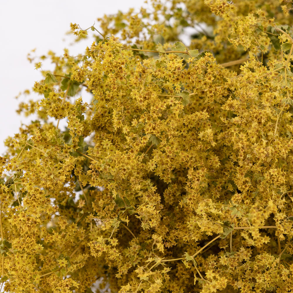 Alchemilla mollis, Natural Yellow, Bunch