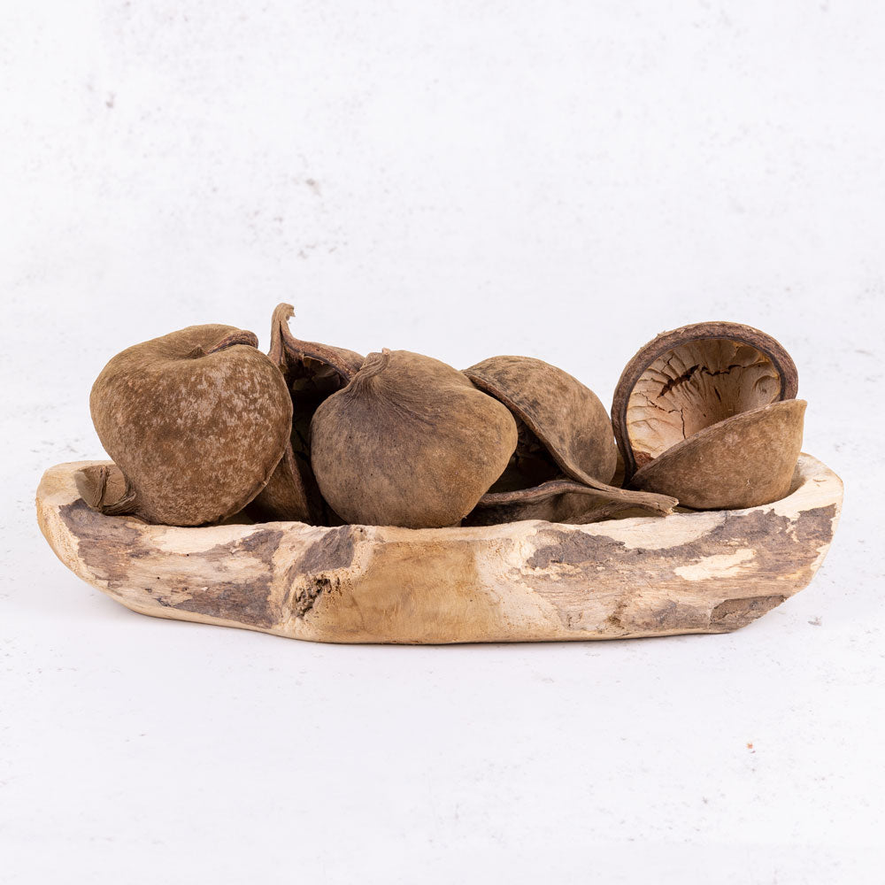 Buddha Nut, Natural, Bag x 5 pcs