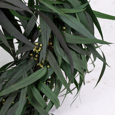 Eucalyptus Wreath, Nicoli, Green, 27cm Diameter