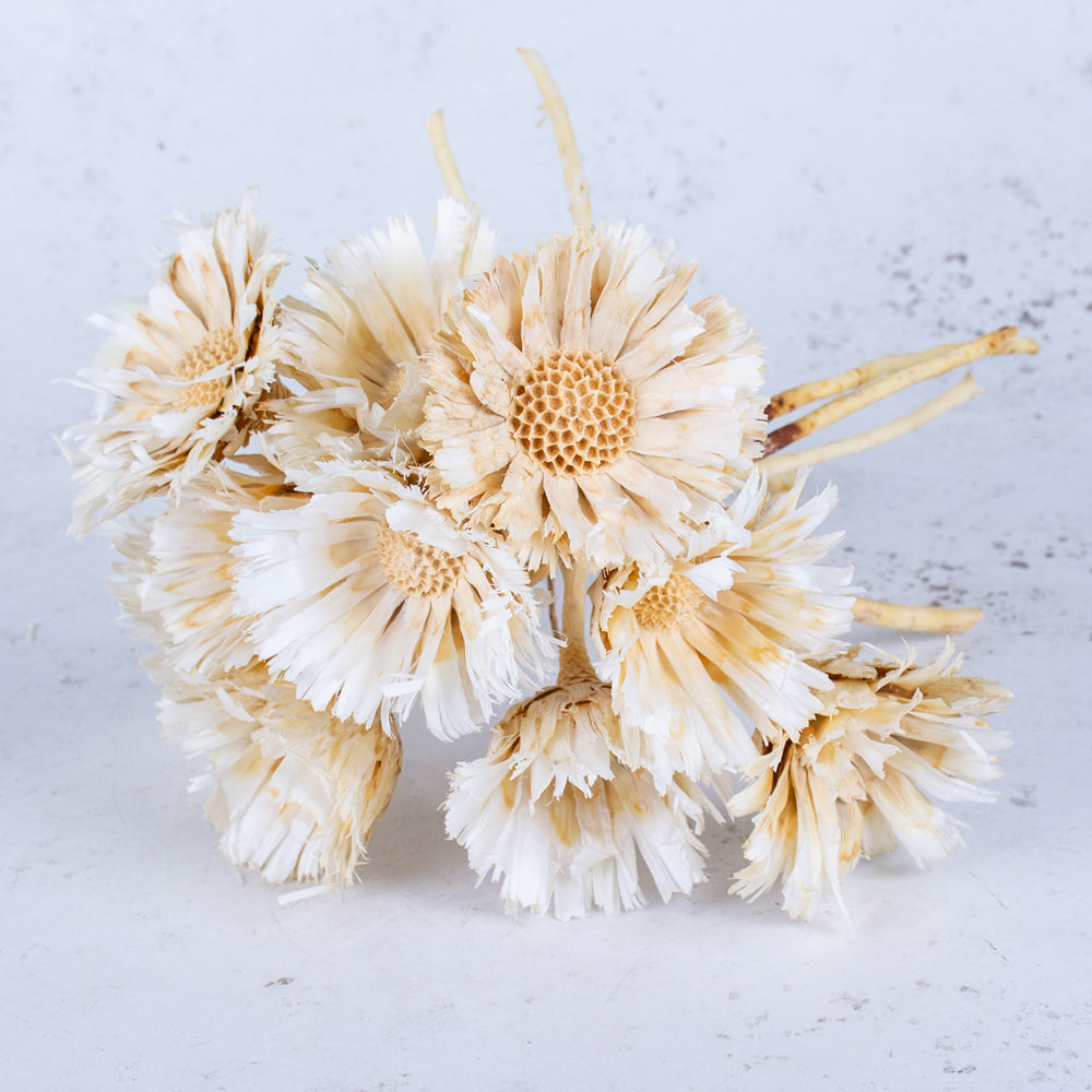 Protea Repens, Dried, Bleached, Bunch x 10