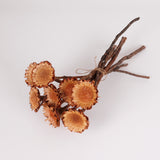 Protea Suzanna flats, Cream, Bunch x 10 stems