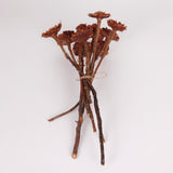 Protea Suzanna flats, Cream, Bunch x 10 stems