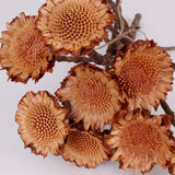 Protea Suzanna flats, Cream, Bunch x 10 stems