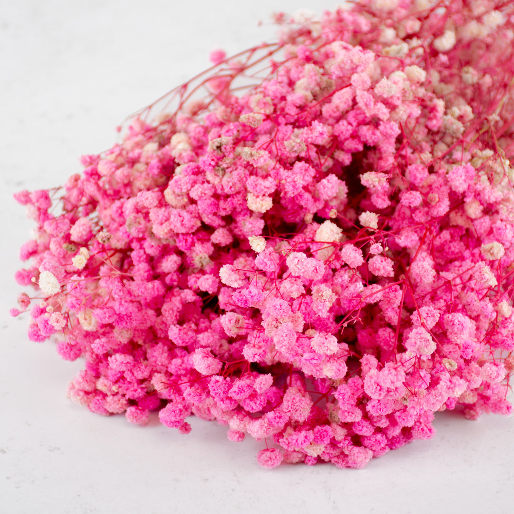 Gypsophila, Preserved, 70cm Bunch, Pink