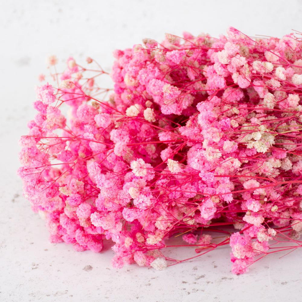 Gypsophila, Preserved, 70cm Bunch, Pink