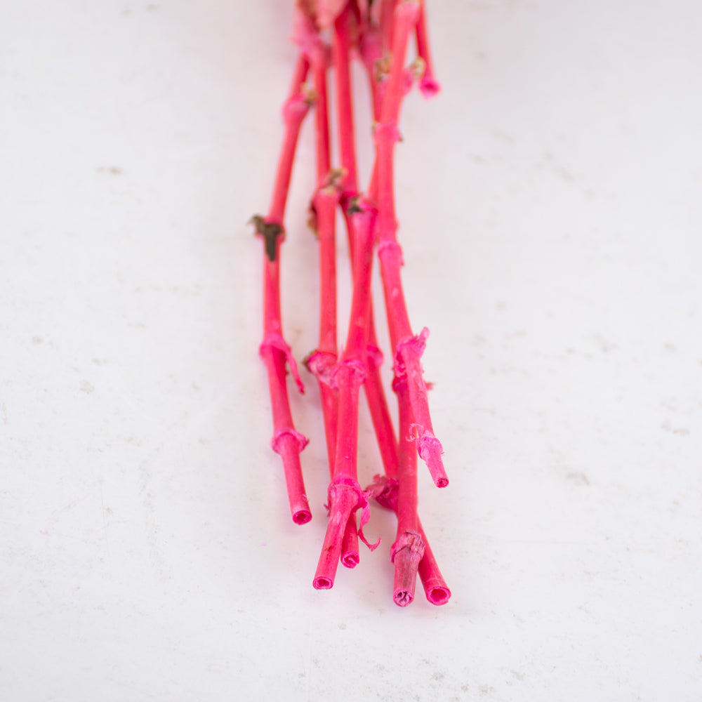 Gypsophila, Preserved, 70cm Bunch, Pink