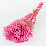 Gypsophila, Preserved, 70cm Bunch, Pink