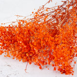 Gypsophila, Preserved, 70cm Bunch, Orange