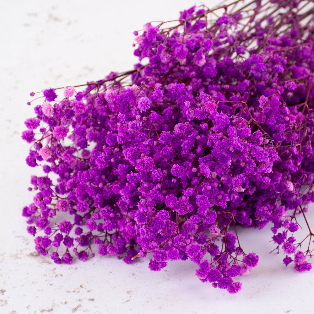 Gypsophila, Preserved, 70cm Bunch, Violet