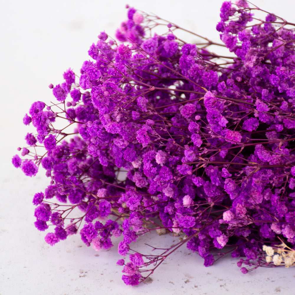 Gypsophila, Preserved, 70cm Bunch, Violet