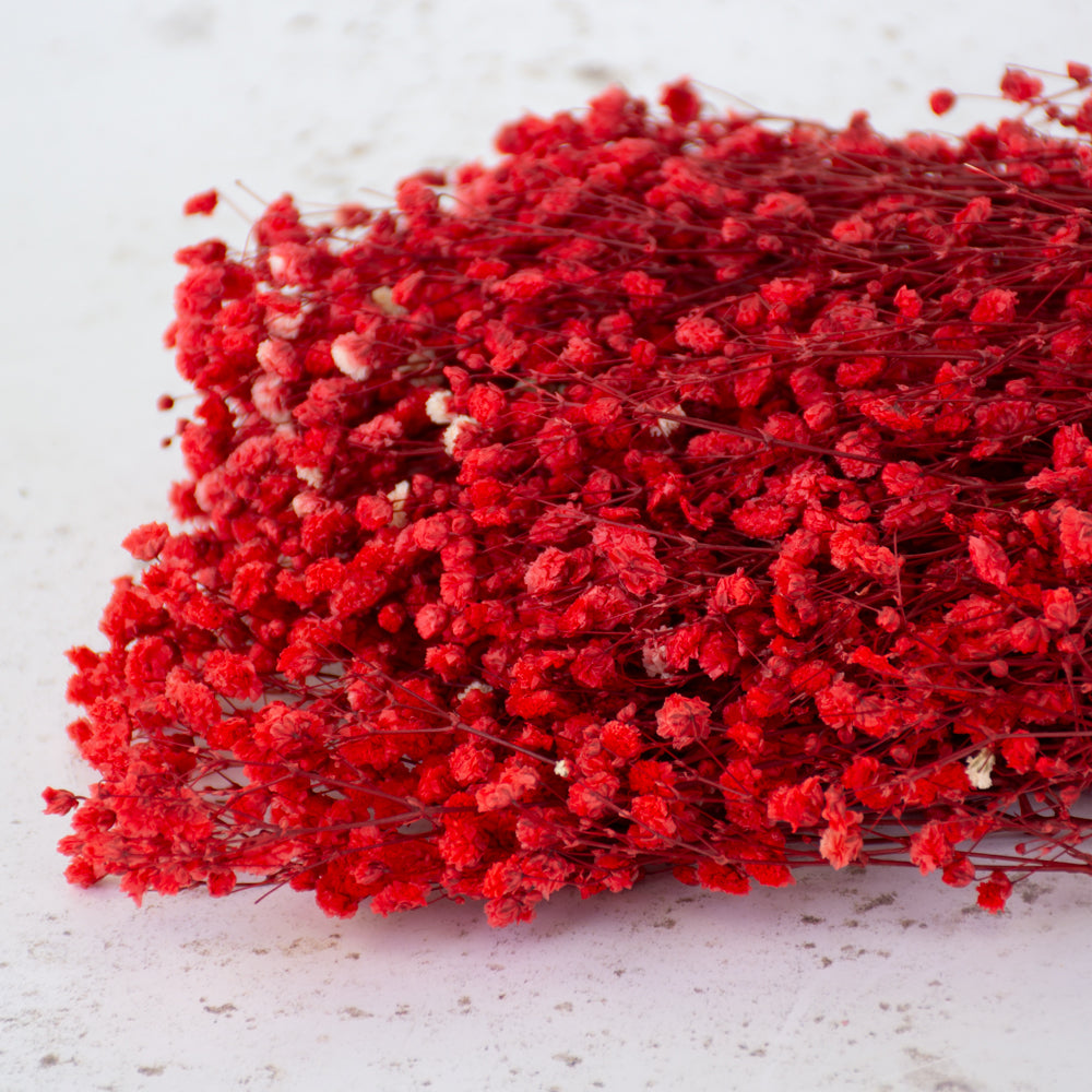 Gypsophila, Preserved, 70cm Bunch, Red