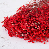 Gypsophila, Preserved, 70cm Bunch, Red