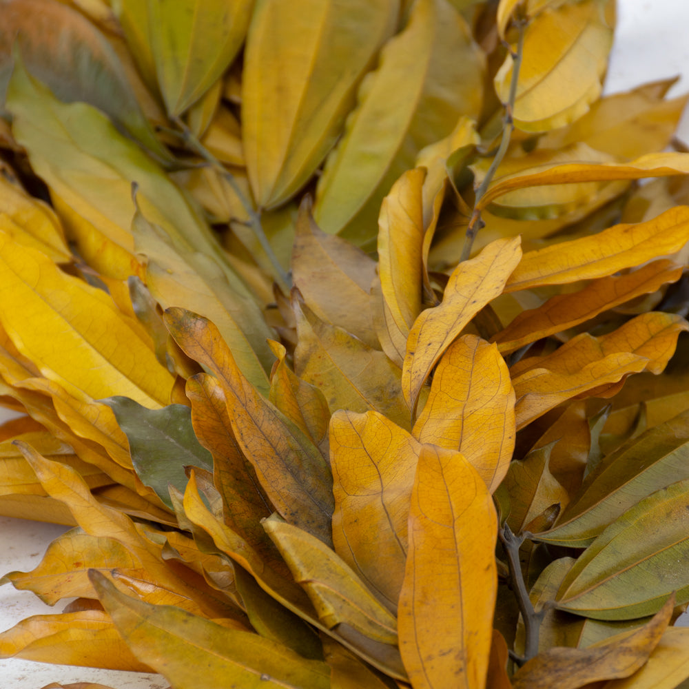 Cocculus, Preserved, Yellow, 150g Bunch