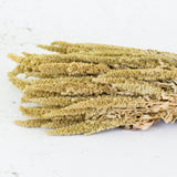 Dried Amaranthus, Natural Green