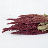 Dried Amaranthus, Natural Red