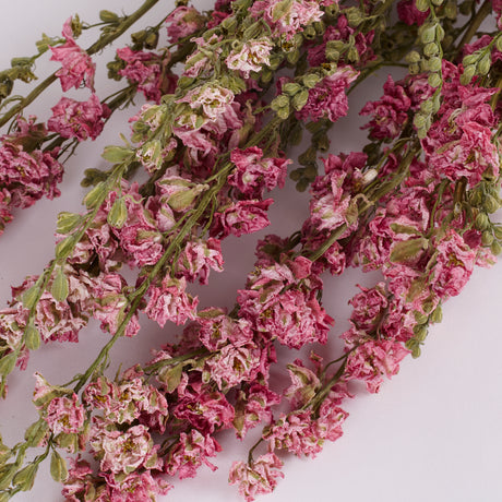 Delphinium (Larkspur), Dried, Natural Pink, Bunch