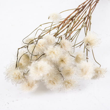 T01507 - Natural Clematis, Dried, Bunch x 10
