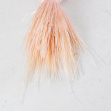 Glixia Flower, Dried, Pastel Pink, 50g