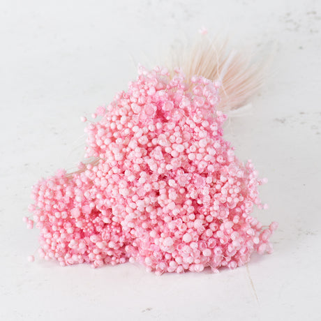 Glixia Flower, Dried, Pastel Pink, 50g