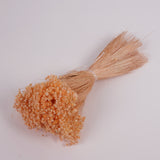 Glixia Flower, Dried, Pastel Peach, 50g