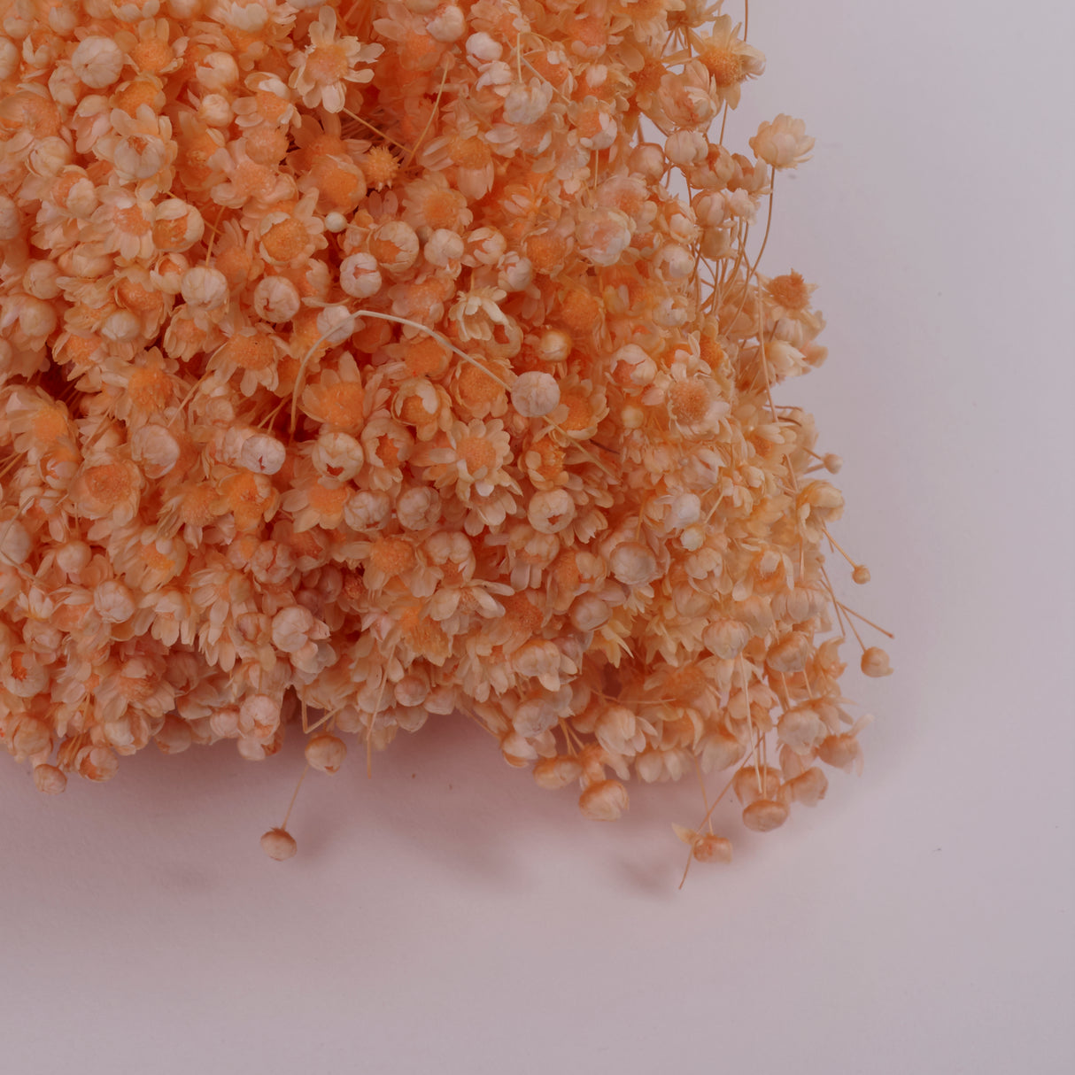 Glixia Flower, Dried, Pastel Peach, 50g