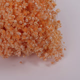 Glixia Flower, Dried, Pastel Peach, 50g