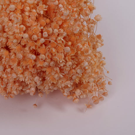Glixia Flower, Dried, Pastel Peach, 50g