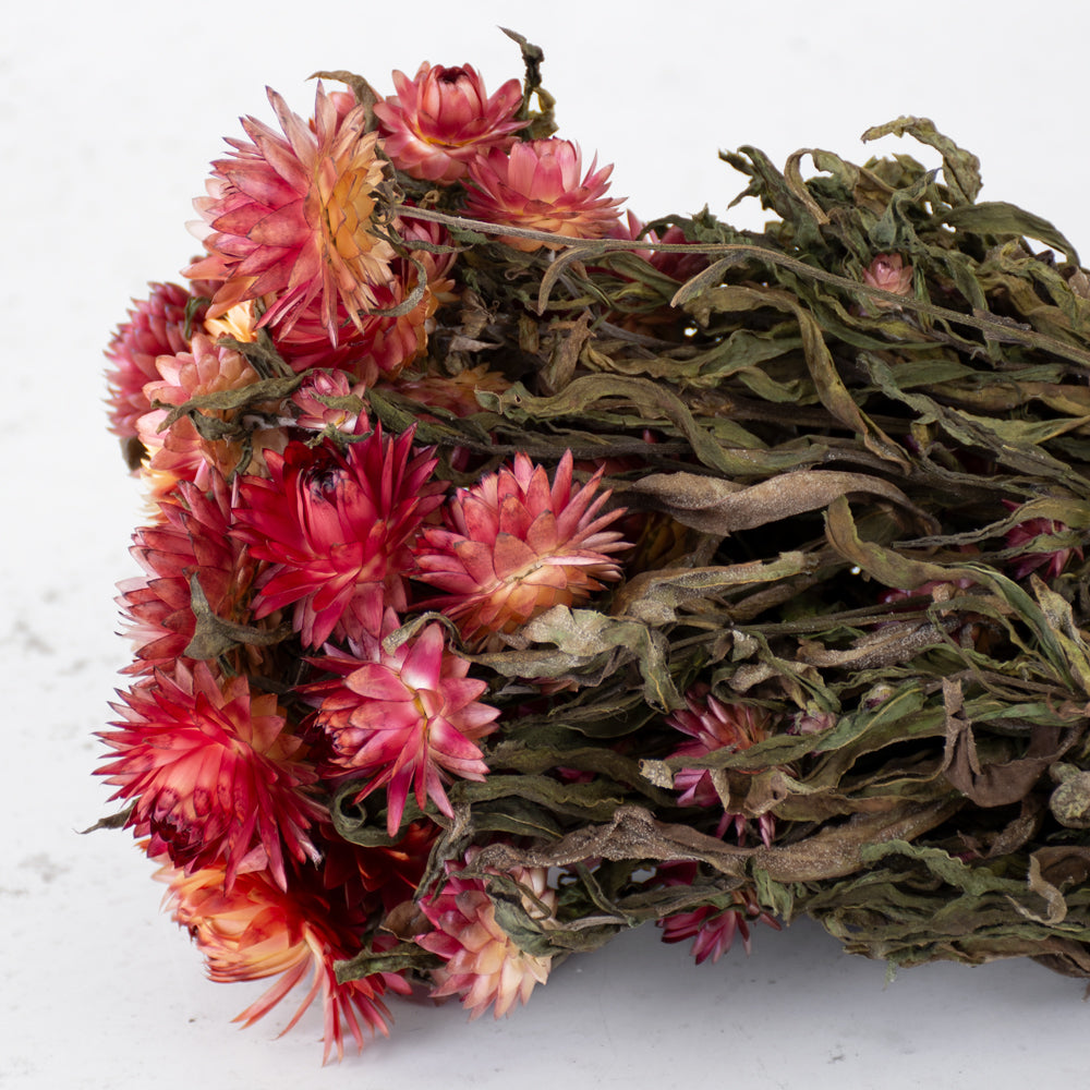 Helichrysum, Dried, Natural Salmon