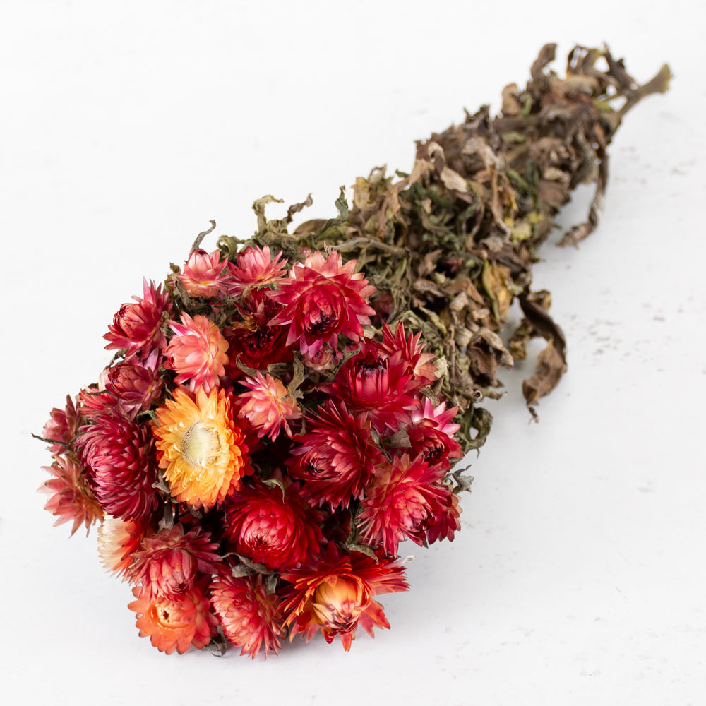 Helichrysum, Dried, Natural Salmon