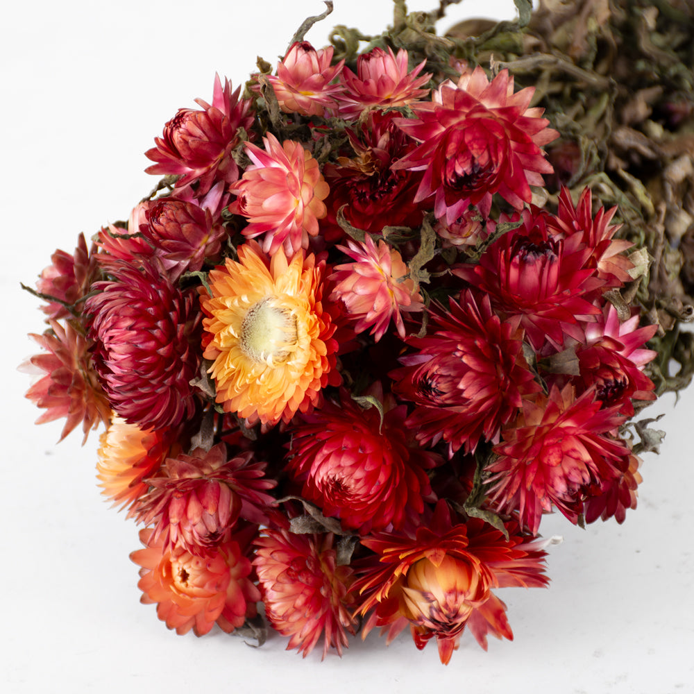 Helichrysum, Dried, Natural Salmon
