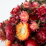 Helichrysum, Dried, Natural Salmon