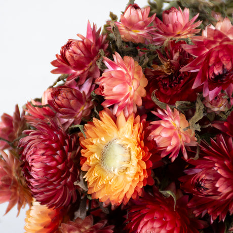 Helichrysum, Dried, Natural Salmon