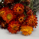 Straw Flower, Helichrysum, Dried, Natural Orange