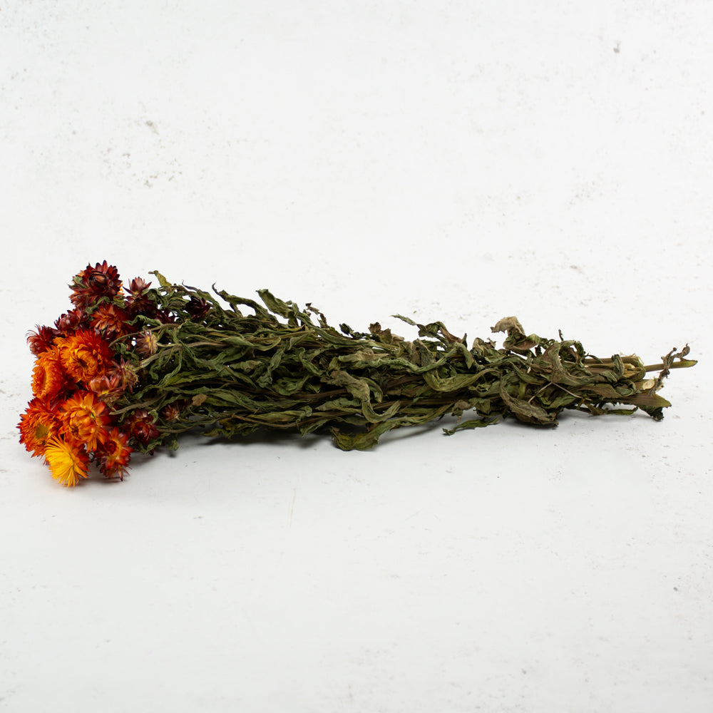 Straw Flower, Helichrysum, Dried, Natural Orange