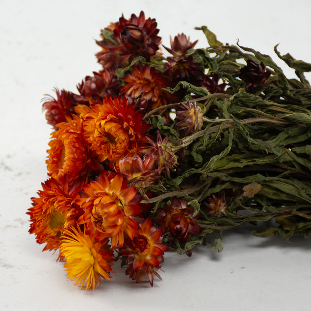 Straw Flower, Helichrysum, Dried, Natural Orange