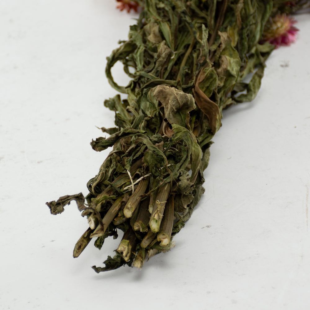 Straw Flower, Helichrysum, Dried, Natural Orange