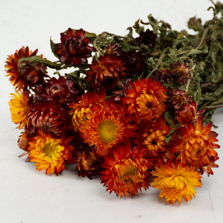 Straw Flower, Helichrysum, Dried, Natural Orange