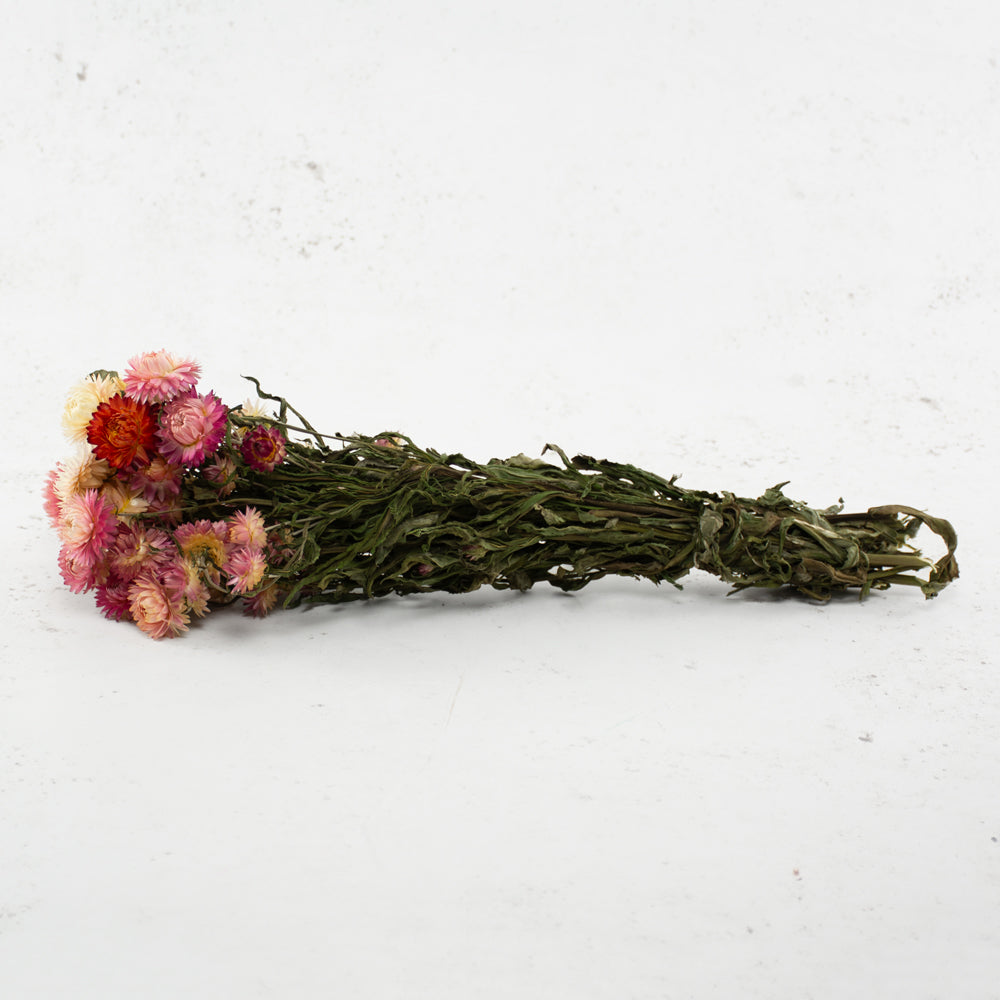 Straw Flower, Helichrysum, Dried, Natural Pink