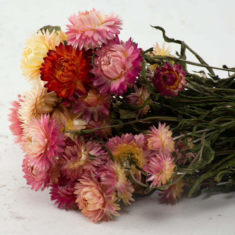 Straw Flower, Helichrysum, Dried, Natural Pink