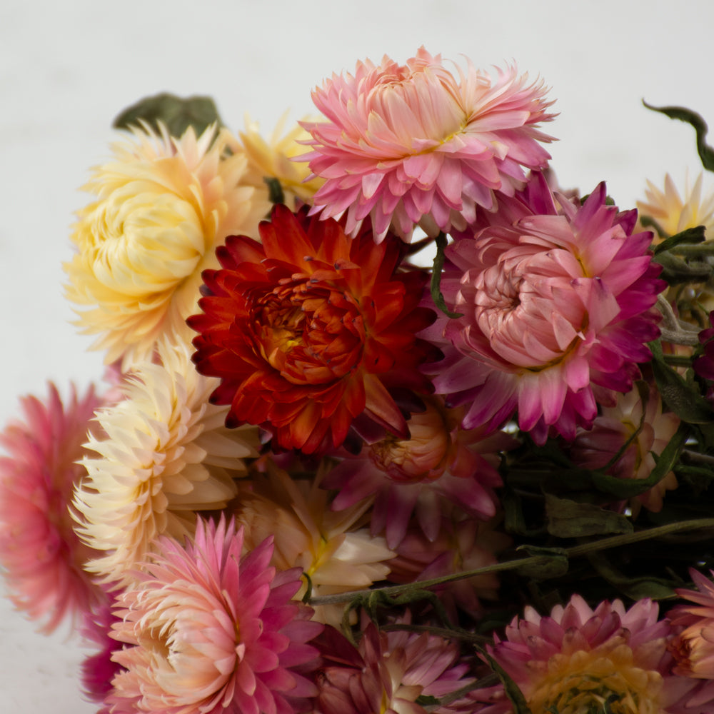 Straw Flower, Helichrysum, Dried, Natural Pink