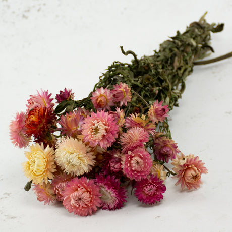 Straw Flower, Helichrysum, Dried, Natural Pink