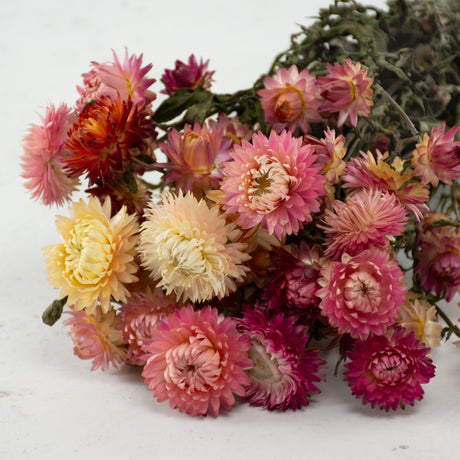 Straw Flower, Helichrysum, Dried, Natural Pink