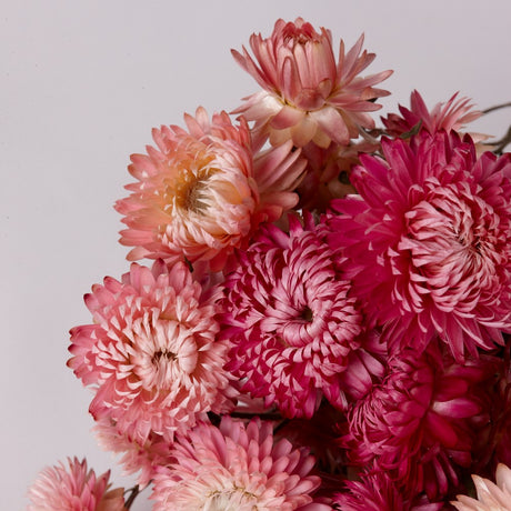 Straw Flower, Helichrysum, Dried, Natural Light Pink